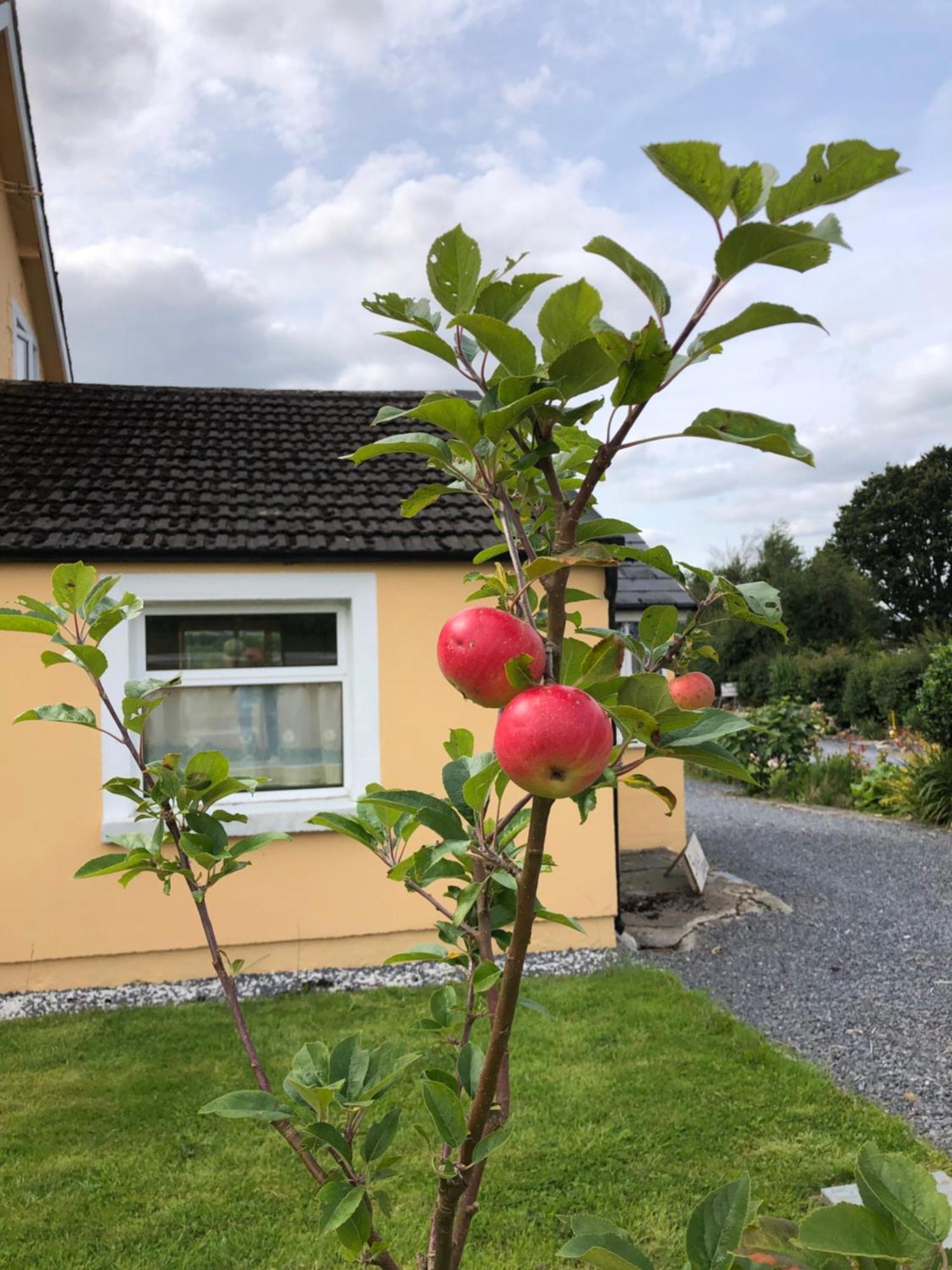 B&B & Cottage Rental In Bunclody - Mon Petit Cottage Exterior foto